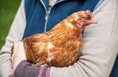 Bird flu concerns mount as California reports more human cases