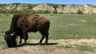 Theodore Roosevelt National Park to remove nearly half its bison population