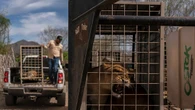 Hundreds of animals flee cartel chaos, violence after wildlife refuge faced with threats