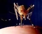 Health officials alarmed by unprecedented July spike in West Nile-infected mosquitoes in 2 major cities