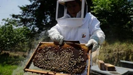 AI robotic beehives installed in Florida community claim 70% reduction in colony collapse threatening crops