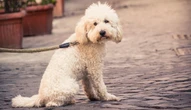 Experts recommend isolating dogs amid respiratory 'mystery illness'