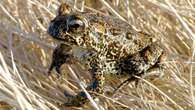 Biden admin. names Nevada toad endangered, hampering construction of geothermal plant