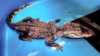 Alligator rescued from icy NYC lake dies at Bronx Zoo