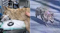 Escaped wolf Neukgu returned to South Korean zoo after nine-day search involving thermal imaging drones