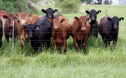 From the farm gate to the dinner plate, America’s food economy is under attack
