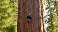 For first time, researchers scale General Sherman, world's largest tree, in search of new threat to sequoias