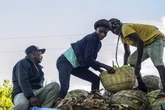 $93 million in aid to fight malnutrition headed to 12 African countries, Haiti, State Dept says
