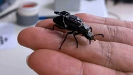 Tiny cyborg beetles are built to save lives in real emergencies