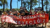 Environmental campaigners vow to persist as tree-felling for coal-mining in Turkish woodlands concludes