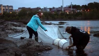 Maine regulators push to raise quota of baby eels that can be harvested from state's waterways