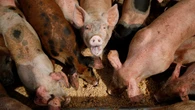 Biden administration rejects pleas to strengthen regulations of large livestock farms that pollute waterways