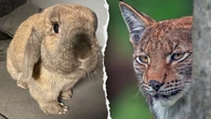 Zoo's request for donations of pets to be fed to predatory animals draws PETA blowback