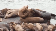 Massive 2,000-pound sea lion shocks tourists at iconic US hot spot: 'He’s like a Volkswagen!'