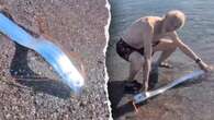 Mysterious 'doomsday fish' shocks beachgoers as it approaches shallow waters