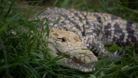 Crocodile attack horror unfolds as couple tries to save victim: ‘We felt so helpless’