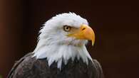 It's official: Biden signs new law, designates bald eagle as 'national bird'