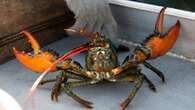 Maine considers paying lobster fishermen to comply with future regulations