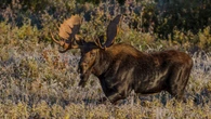 Santa Fe authorities capture moose that wandered through downtown