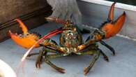 Maine fisherman must now report how many lobsters they catch