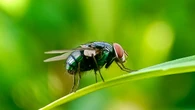 Flesh-eating New World Screwworm could pose health risks to cattle, humans