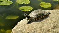 Scientists say turtle shells could hold clues to secret side of Neanderthal behavior