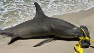 Pregnant hammerhead shark washes up on Alabama beach