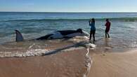 21-foot orca whale dead in Florida after getting beached