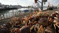 Miliardi di crostacei in meno nei mari dell’Alaska (ma la causa non è la pesca eccessiva)