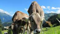 La Nuova Zelanda vuole tassare i rutti di mucche e pecore per combattere i cambiamenti climatici