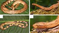 Nuova specie di serpente boa nano scoperta nella foresta amazzonica dell’Ecuador: è lungo solo 20 cm