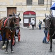 Bloccato il regolamento del Campidoglio sulle botticelle, cavalli restano in strada