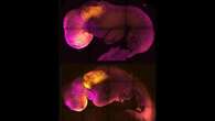 Un nuovo embrione “sintetico” di topo con cuore pulsante apre la strada al primo embrione umano