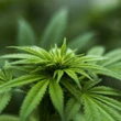 Giovane con sindrome di Capgras indotta dalla cannabis prova a uccidere il vicino di casa
