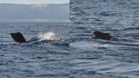 Cucciolo di balena franca nasce davanti agli occhi increduli dei turisti: le immagini straordinarie