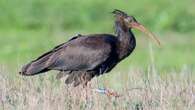 Coppia di rarissimi ibis eremita avvistata ad Anzio: il video degli uccelli a rischio estinzione