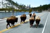 How to plan an epic road trip through Grand Teton and Yellowstone national parks