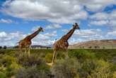 Uber Safari explores South Africa wildlife through February 2025, and we checked it out