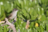 Nihoa Millerbird now a step above critically endangered