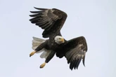 Men charged with alleged illegal killing of 3.6K protected birds