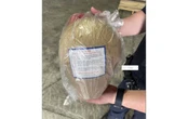 Task force seizes 24 tons of illegal fireworks
