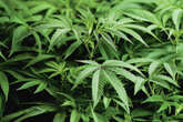 Bill to legalize recreational marijuana dies