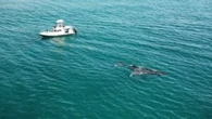 Maui boaters urged to take caution after whale calf injury