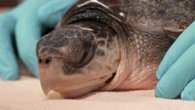 52 sea turtles with ‘cold stun’ in New England rehab