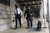 At least 6 U.S. states are considering tougher penalties for killing police dogs