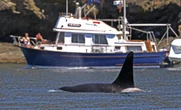 Whale safety: Coast Guard launches alert system in Seattle