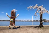 More than 100 iconic cherry trees in Washington are being cut down