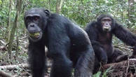 Chimpanzees consume 'two alcoholic drinks a day', study says
