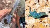 Snake catcher warns of Ibiza lizard extinction due to predators and litter