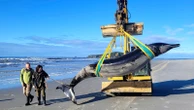 One of the world's rarest whales may have washed up on New Zealand beach